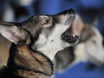 14 der 16 Huskys sind bei einem Gift-Anschlag vor einem Jahr getötet worden. Wer den Tieren das Medikament verabreicht hat, ist bis heute unklar. Foto: Hendrik Schmidt/lsn