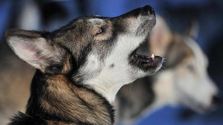 14 der 16 Huskys sind bei einem Gift-Anschlag vor einem Jahr getötet worden. Wer den Tieren das Medikament verabreicht hat, ist bis heute unklar. Foto: Hendrik Schmidt/lsn