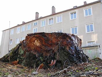 Nur ein trauriger Baumstumpf steht noch vor dem Haus in der Gerhart-Hauptmann-Straße. Alle Fotos: Josef Hofbauer