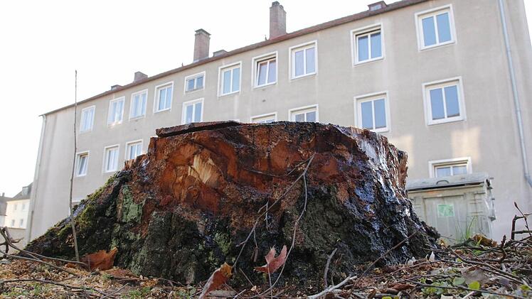 Nur ein trauriger Baumstumpf steht noch vor dem Haus in der Gerhart-Hauptmann-Straße. Alle Fotos: Josef Hofbauer