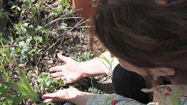 Die Zaunr&uuml;be ist eine giftige Kletterpflanze. Aber die Wildbienen brauchen sie und deshalb w&auml;chst sie auch im Garten von Brigitte Goss in Burghausen. Weil die Bienen nur die Bl&uuml;ten ben&ouml;tigen, zupft die Gartenexpertin die Beeren danach einfach ab - Gefahr gebannt. Foto: Kerstin V&auml;th
