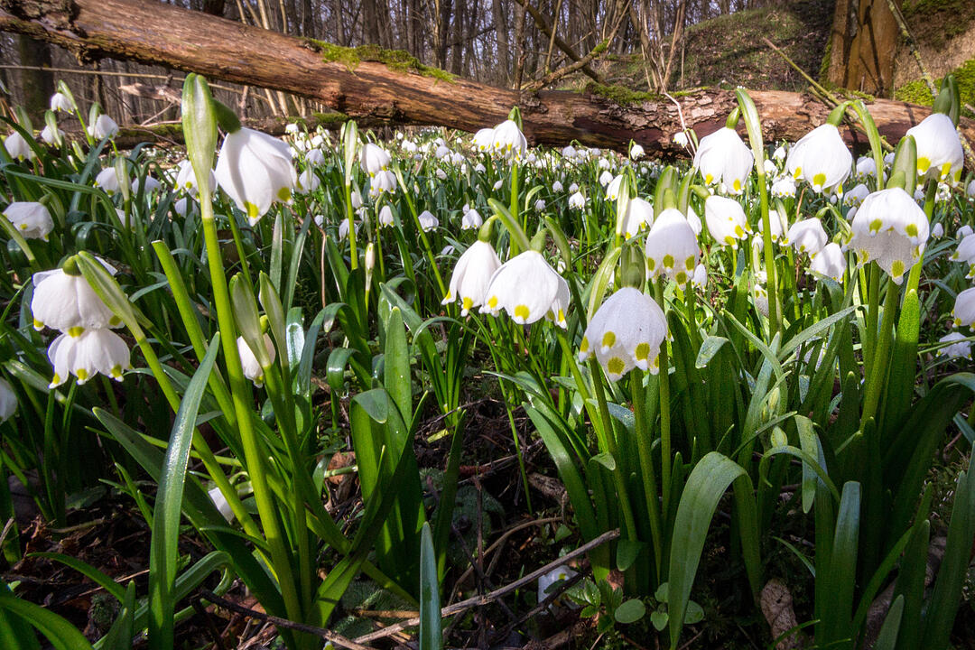 Fotos Konrad Thomann