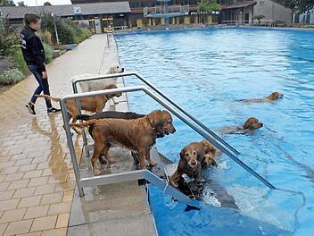 Badevergn&uuml;gen f&uuml;r Vierbeiner: Hunde durften zum Saisonende im Eltmanner Freibad schwimmen.  Foto: cl/privat