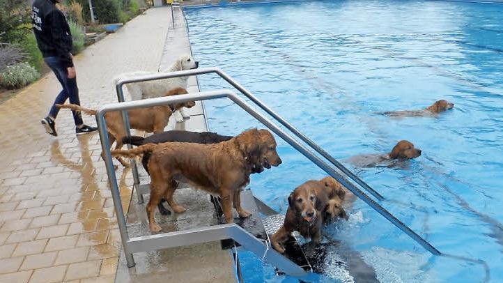 Badevergn&uuml;gen f&uuml;r Vierbeiner: Hunde durften zum Saisonende im Eltmanner Freibad schwimmen.  Foto: cl/privat