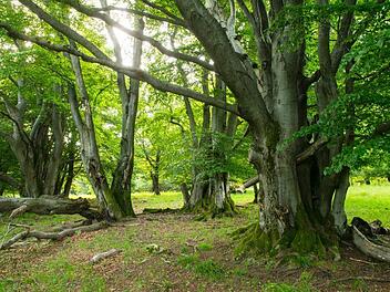 Bis Frühjahr 2018 sollen neue Ziele für die Rhön definiert werden. Foto: Jürgen Hüfner
