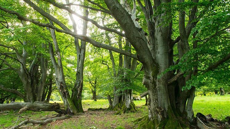 Bis Frühjahr 2018 sollen neue Ziele für die Rhön definiert werden. Foto: Jürgen Hüfner