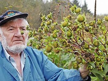 Hans Gräbner zeigt den Fruchtstand der Silphie. Fotos: Rainer Lutz