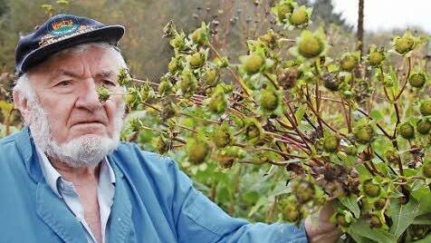 Hans Gräbner zeigt den Fruchtstand der Silphie. Fotos: Rainer Lutz