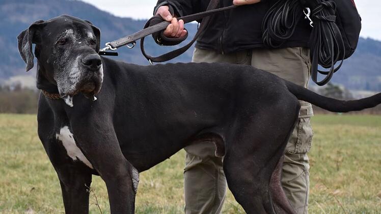 Tierheim Kronach mit Appell: Hund Jasha wurde abgegeben - "können uns sein Futter nicht mehr leisten"