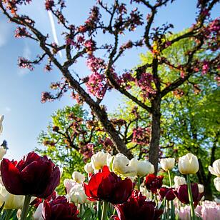 Tulpenmeer