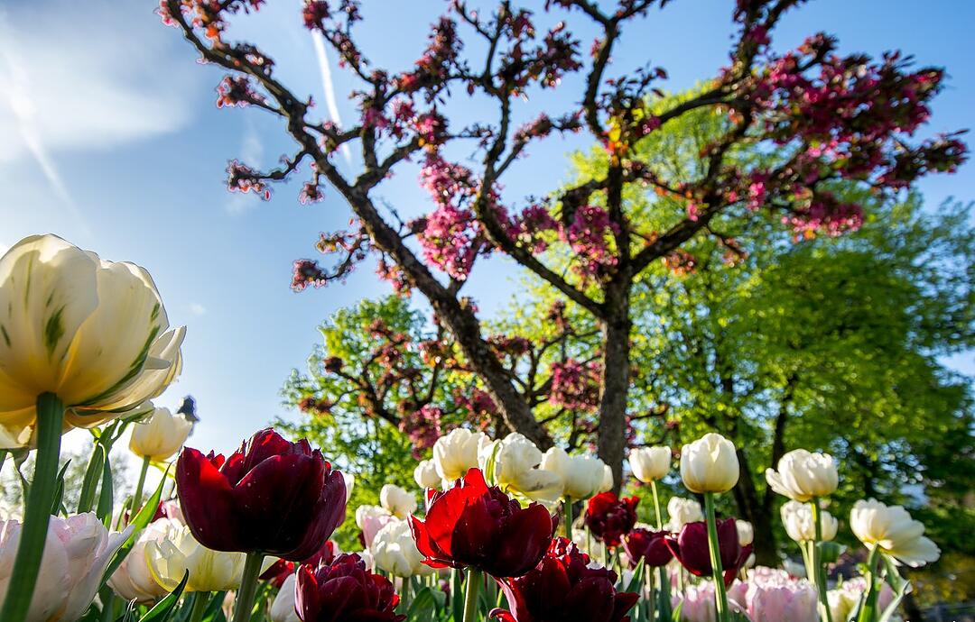 Tulpenmeer