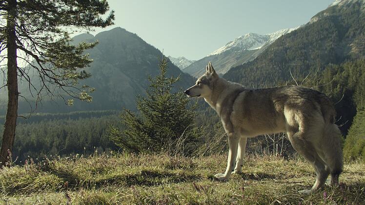 Seit einigen Jahren sind die W&ouml;lfe zur&uuml;ck in der Region rund um die bayerischen Alpen. Da gelegentlich Schafe von ihnen gerissen werden, herrscht eine aufgeheizte Stimmung zwischen Landwirten, Wolfssch&uuml;tzern und Politik. Vor diesem Hintergrund spielt der erste "Garmisch-Krimi", eine deutsch-&ouml;sterreichische Koproduktion von ZDF und ServusTV.