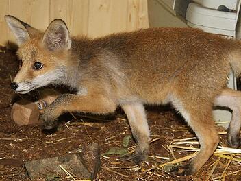 Aktuell ist ein kleiner Fuchs der Star unter den Gästen der Wildtierauffangstation Stadtsteinach. Fotos: Sonja Adam