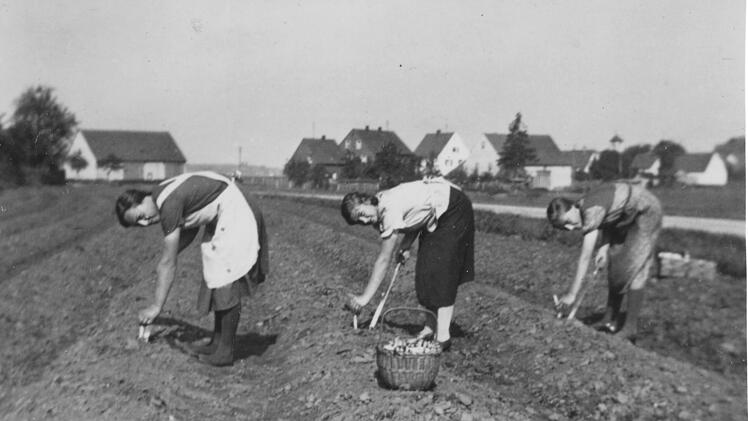 Spargel wird in Oberasbach schon seit den 30er-Jahren des 20. Jahrhunderts angebaut.