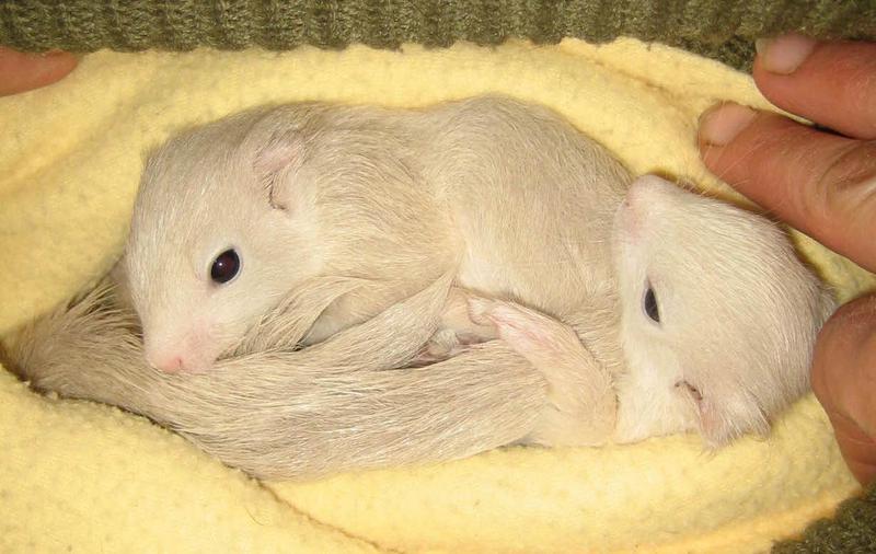 Drei weiße Eichhörnchen gerettet