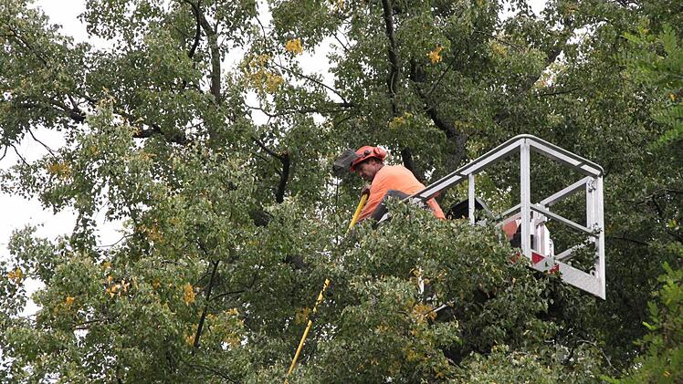 In den Kronen der Park-Linden entfernt eine Firma derzeit Totholz. Foto: Heike Beudert