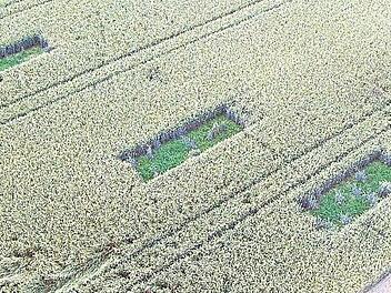 Sechs Lerchenfenster wie diese sollen den Vögeln, die möglicherweise auf den ausgewiesenen Wohnbauflächen vorkommen, als Brutstellen dienen. Foto: privat