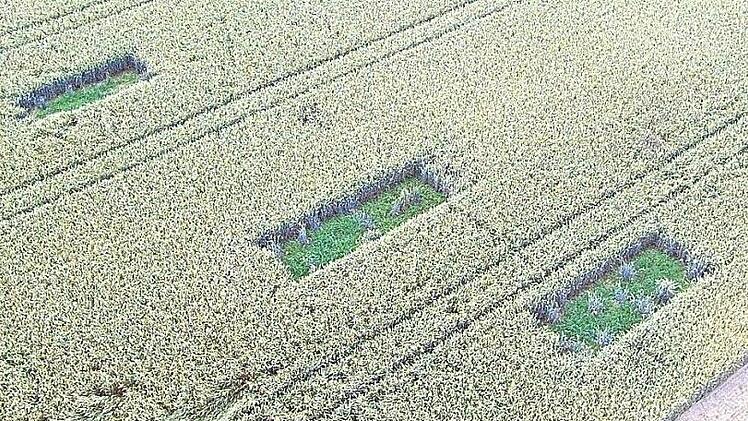 Sechs Lerchenfenster wie diese sollen den Vögeln, die möglicherweise auf den ausgewiesenen Wohnbauflächen vorkommen, als Brutstellen dienen. Foto: privat