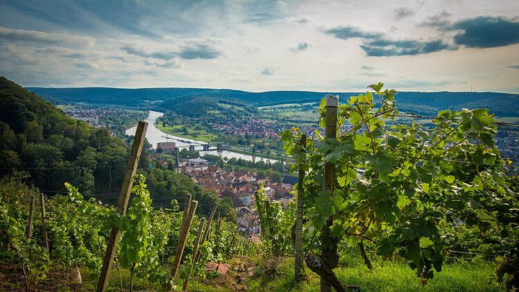 Weinberge in Klingenberg