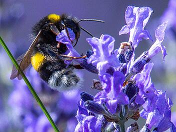 Der Fr&uuml;hling ist da! Forscher mit kurioser Bitte f&uuml;r Bayern