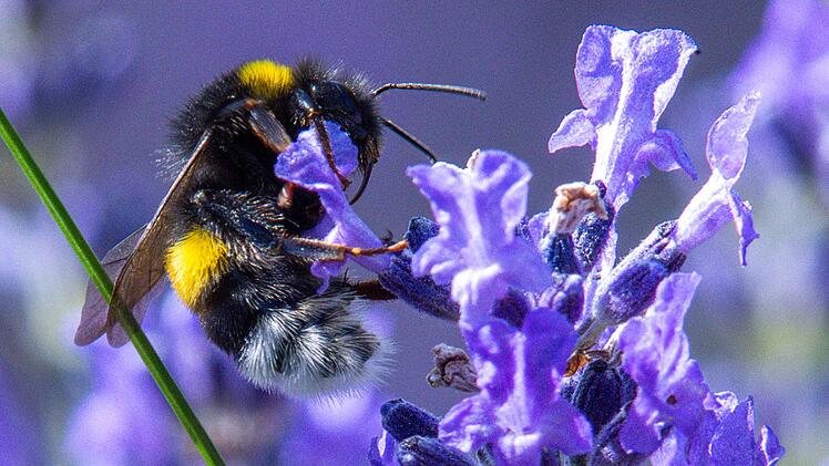 Der Fr&uuml;hling ist da! Forscher mit kurioser Bitte f&uuml;r Bayern