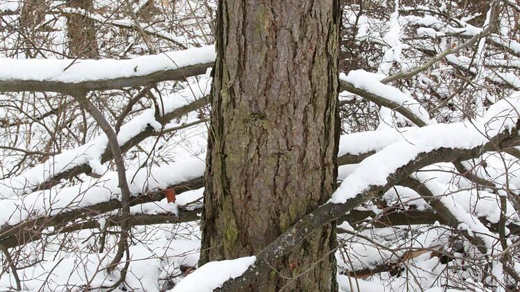 Vielleicht lässt sich ja aus diesem Stamm-Rest ein Waldtier schnitzen.Foto: Heike Beudert