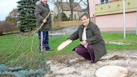 Ursel und Willi Batzner beseitigen die Reste der Edeltanne in ihrem Garten. Ihren "Zapfenstreich" erlebt sie als Christbaum am Marktplatz. Foto: Eckehard Kiesewetter