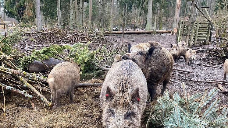 Im Wildpark Klaushof Foto: Charlotte Wittnebel-Schmitz