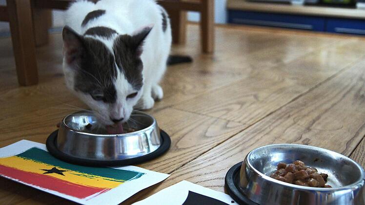 Kater Ben entscheidet sich für einen frühen Treffer der Ghanaer... Foto: Sarah Dann