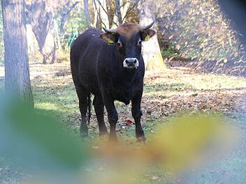 Diese Kuh hatte sich im Münnerstädter Novizengarten verschanzt. Der Park war gesperrt. Der Maschendrahtzaun gab aber Blicke auf die Kuh frei. Foto: Heike Beudert