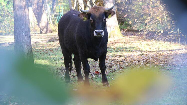 Diese Kuh hatte sich im Münnerstädter Novizengarten verschanzt. Der Park war gesperrt. Der Maschendrahtzaun gab aber Blicke auf die Kuh frei. Foto: Heike Beudert