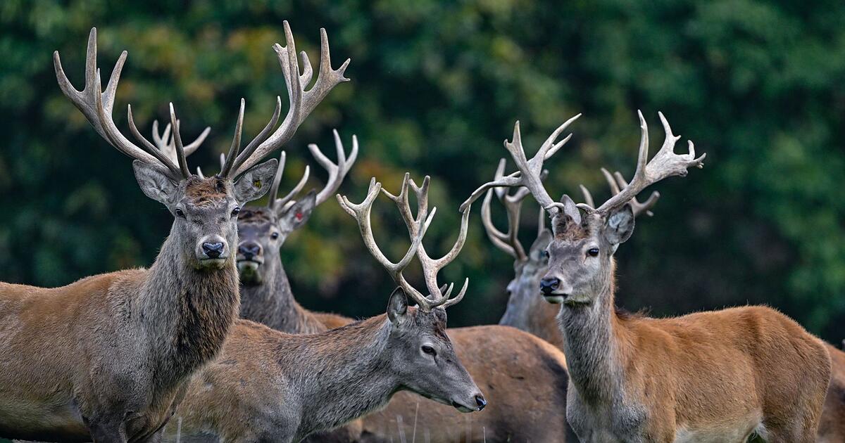 Rothirsch-ist-Tier-des-Jahres-2026