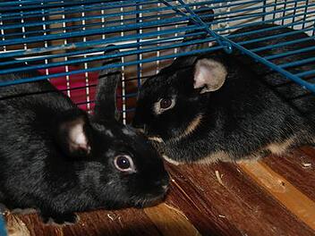 Widder-M&auml;dchen suchen ein Zuhause