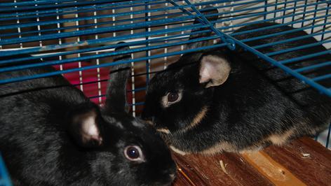 Widder-M&auml;dchen suchen ein Zuhause