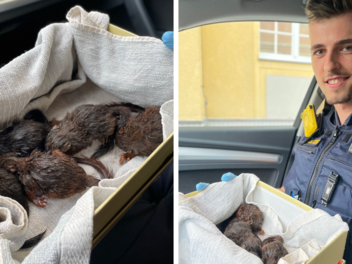 Rödental: Polizei rettet Eichhörnchen Rödental: Polizei rettet Eichhörnchen