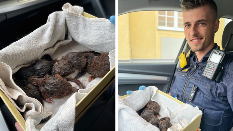 R&ouml;dental: Polizei rettet Eichh&ouml;rnchen