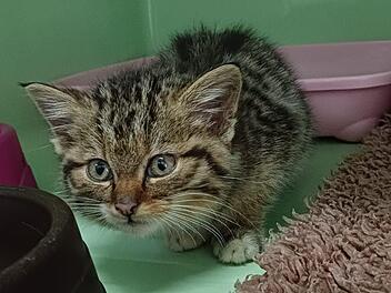 Tierschutzverein Neustadt erhält Baby-Katze - Gentest enthüllt Verblüffendes