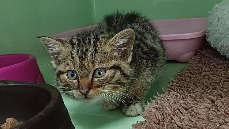 Tierschutzverein Neustadt erhält Baby-Katze - Gentest enthüllt Verblüffendes