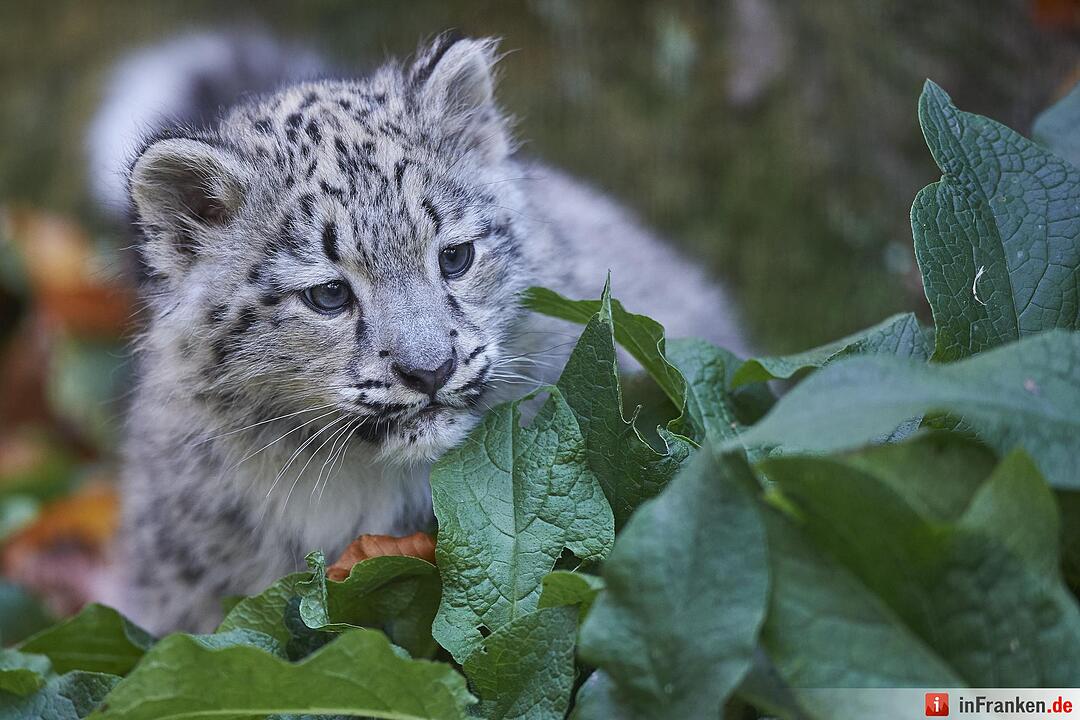 Junge Schneeleoparden im Tiergarten