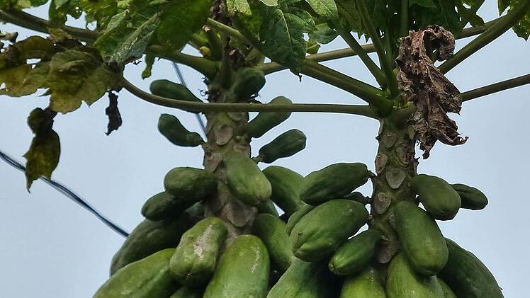 Köstlich: Allerorten reifen große Papayen.