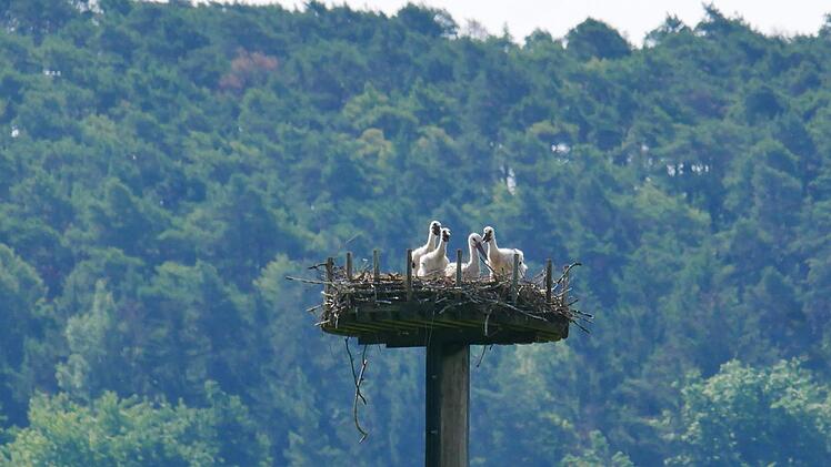 Während ein Elternteil ruht, recken die Jungtiere bereits ihre Köpfchen in die Höhe. Foto: Heike Beudert