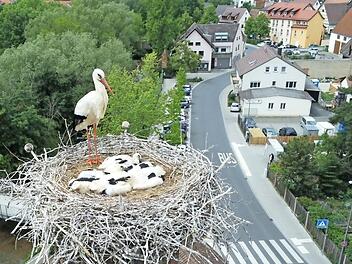 Die Drohnenfotos entstanden, aus sicherer Entfernung mit Teleobjektiv, vor etwa drei Wochen. Inzwischen machen die Jungstörche auf dem Schlot der ehemaligen Fabrik Wirth schon Übungen für den ersten Ausflug.