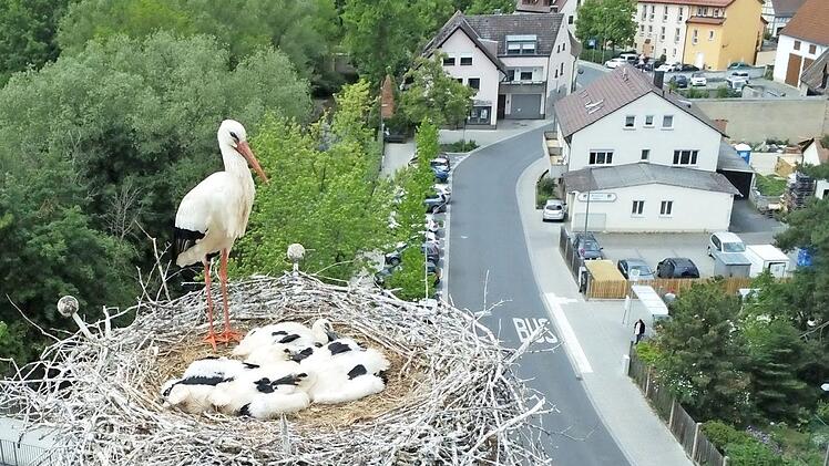 Die Drohnenfotos entstanden, aus sicherer Entfernung mit Teleobjektiv, vor etwa drei Wochen. Inzwischen machen die Jungstörche auf dem Schlot der ehemaligen Fabrik Wirth schon Übungen für den ersten Ausflug.