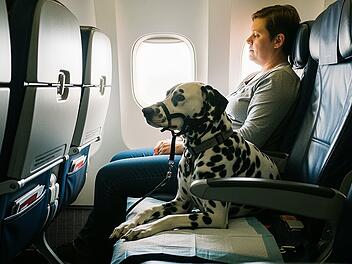 Hunde im Flugzeug: Ita erlaubt bis 30 Kilogramm in Kabine