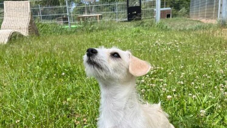Tierheim Haßberge: Welpen wurden in Einkaufstüte gebracht