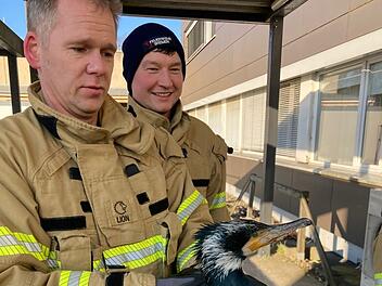 Verletzter Kormoran pickt gegen T&uuml;r von Notaufnahme