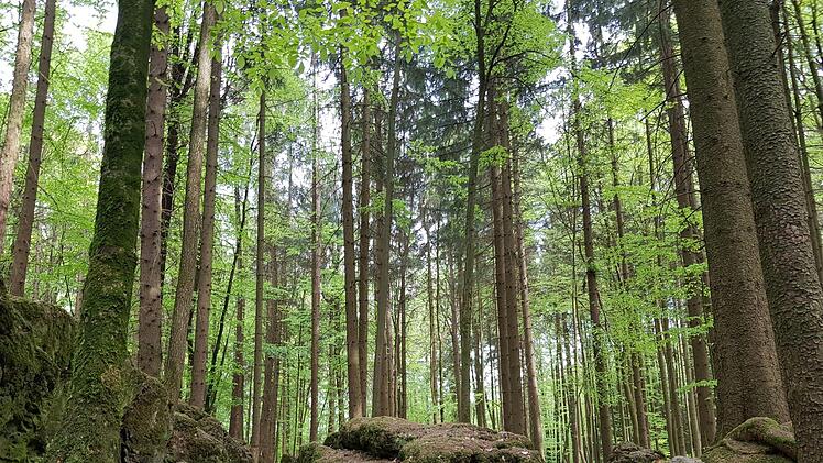 Der Druidenhain Foto: Ronald Heck