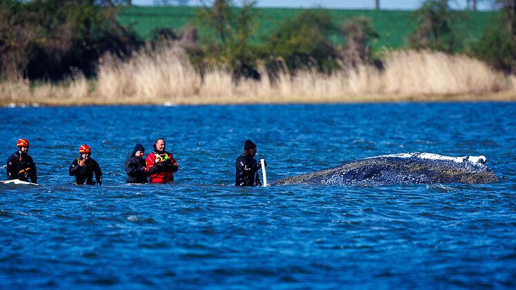 Weitere Entwicklung zum Buckelwal in der Ostsee