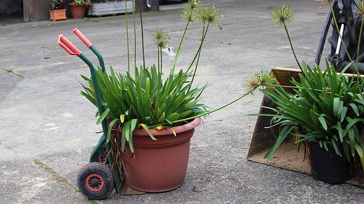 Symbolfoto: Bayerische Gartenakademie