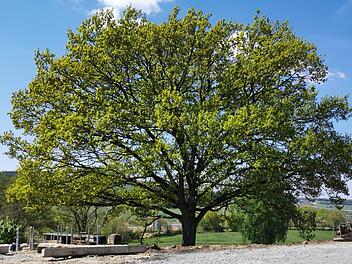 Die Eiche am Kretzenhof soll Naturdenkmal werden. Die gemeindliche Zustimmung liegt dem Landratsamt vor, die des Eigentümers steht noch aus.
